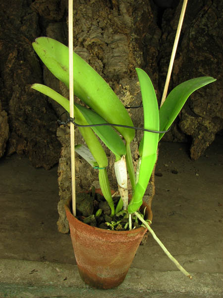 Cattleya warneri semi alba (boa forma) x Cattleya warneri semi alba 'Rubi'.jpg