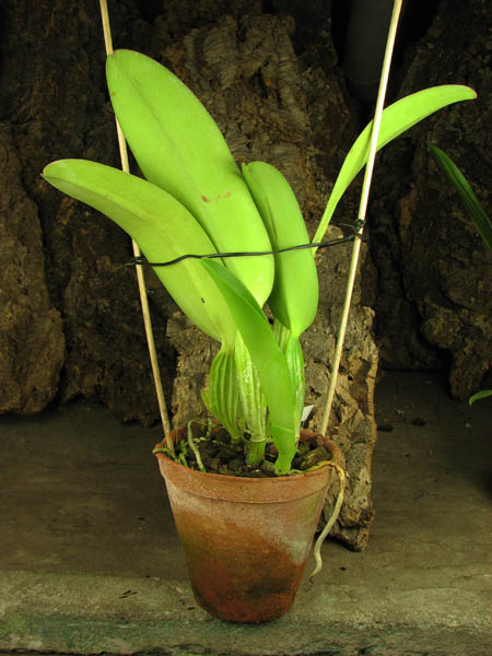 Cattleya warneri integra 'Evandro Perini' x Cattleya warneri inegra-orlata-pincelada 'Leonor'.jpg