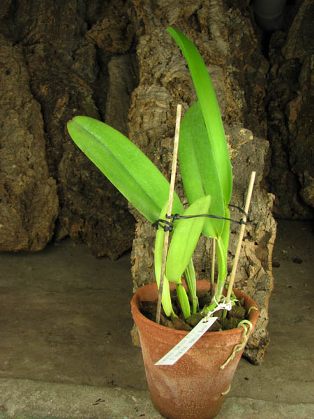 Cattleya warneri concolor 'HI' x Cattleya warneri venosa suave.jpg