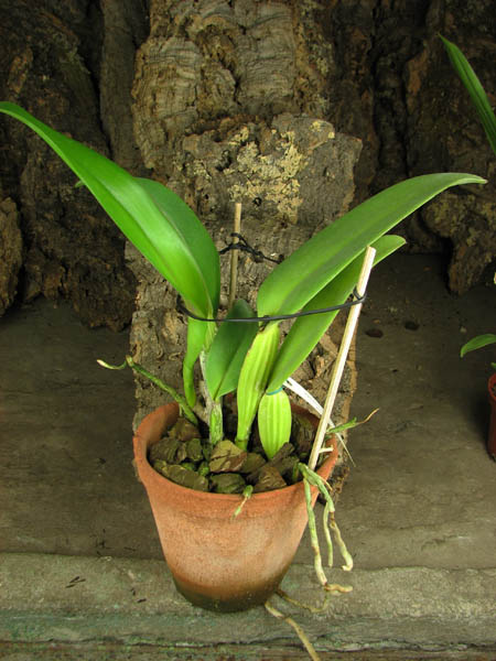 Cattleya warneri orlata flameada x Cattleya warneri integra flameada.jpg