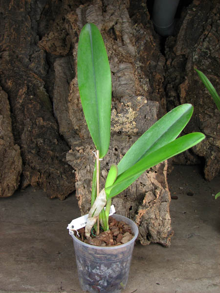 Cattleya trianae tipo 'Binotti' x Cattleya trianae orlata 'Dan'.jpg