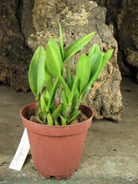 Cattleya elongata x Cattleya elongata.jpg