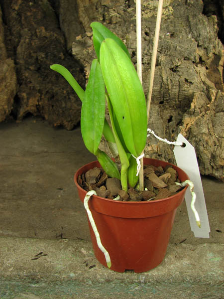 Cattleya mossiae concolor x SELF.jpg