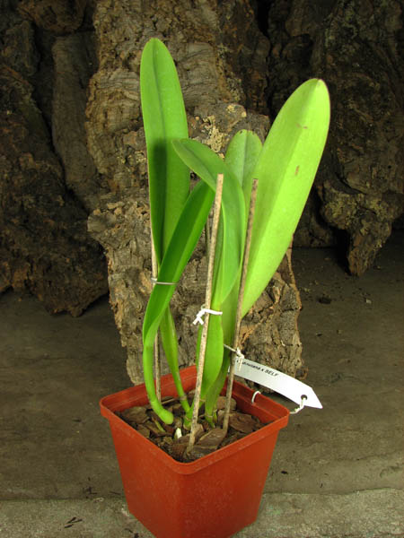 Cattleya dowiana x SELF.jpg