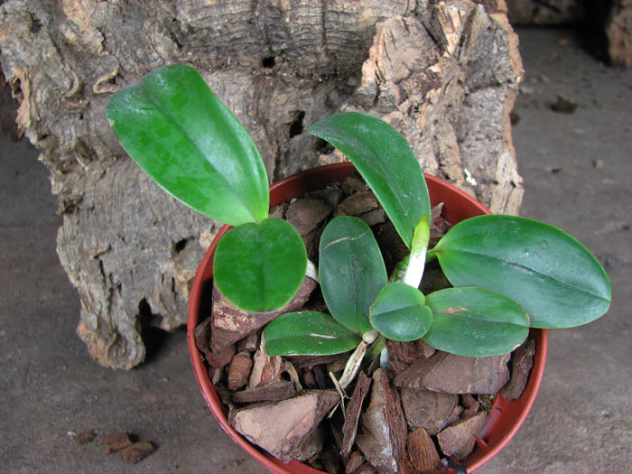 Cattleya Brabantiae 'Banderantes'.jpg