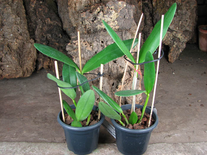 Cattleya Orchidom Brabant 'Flamingo's Child' x Cattleya Caudebec 'Breckinridge'.jpg