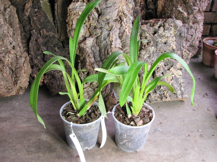 Brassada Mivada (Brassia brachiata X Ada aurantiaca).JPG