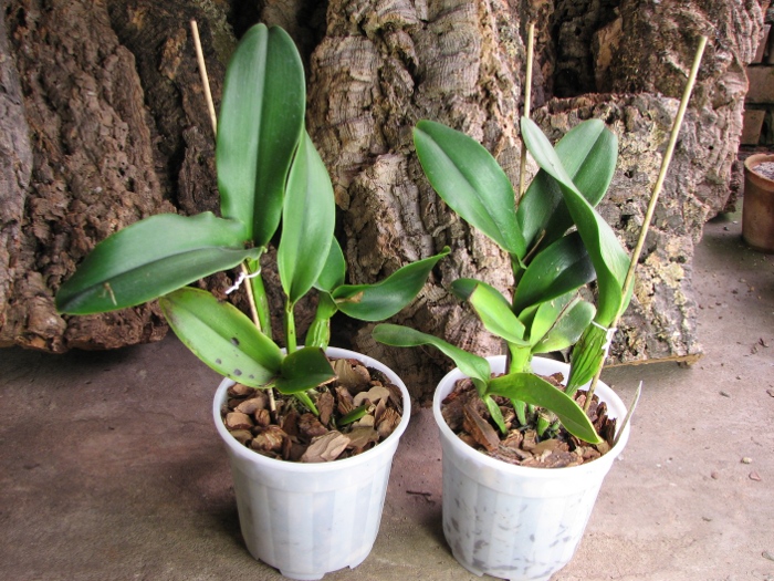Brassolaeliocattleya Haadyai Delight 'Bangprom Gold'.JPG