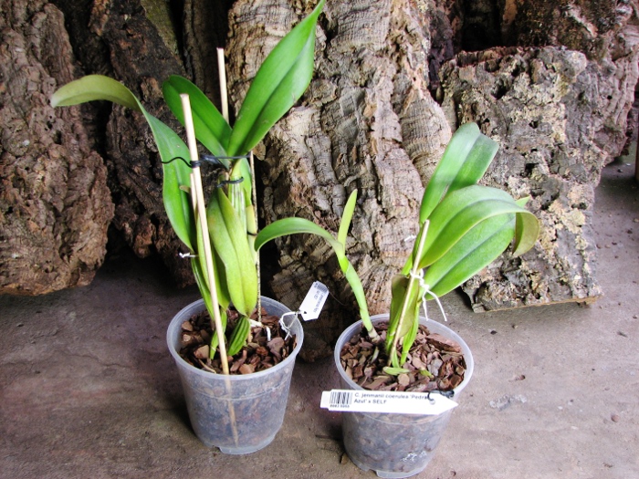 Cattleya jenmanii coerulea 'Pedra Azul' x SELF.JPG