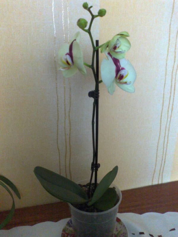 только с магазина