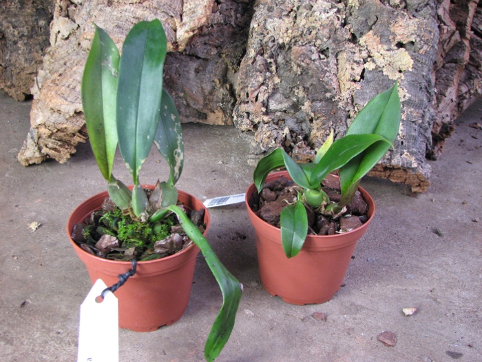 Trichopilia marginata.JPG