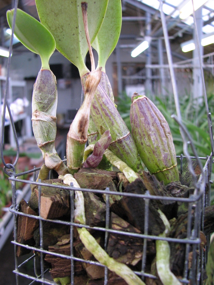 Cattleya walkeriana.JPG