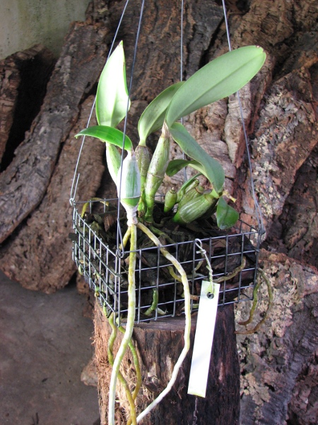Cattleya walkeriana4.JPG