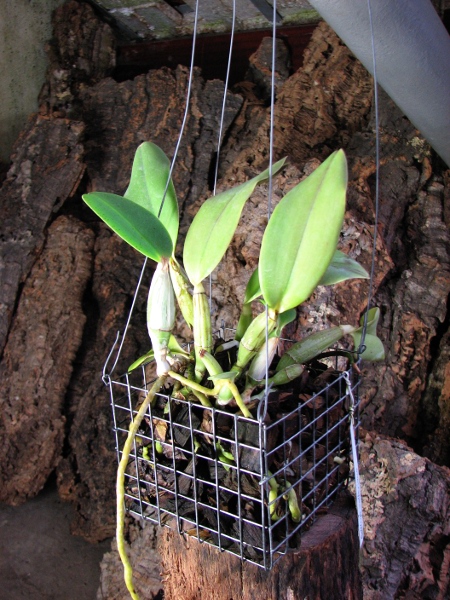 Cattleya walkeriana3.JPG