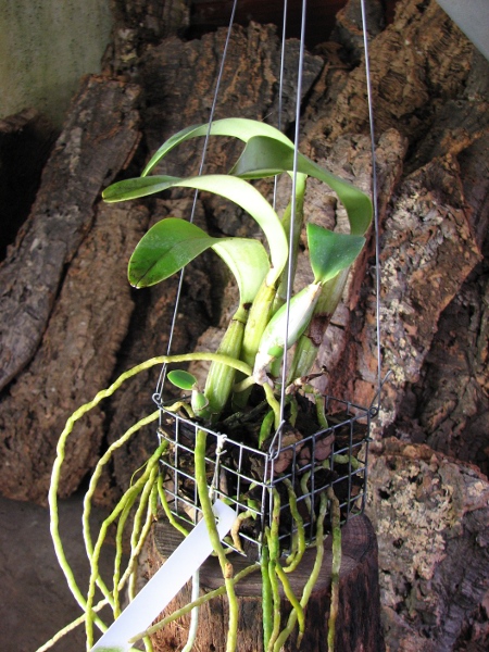 Cattleya walkeriana2.JPG