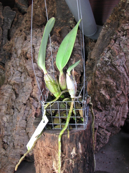 Cattleya walkeriana1.JPG