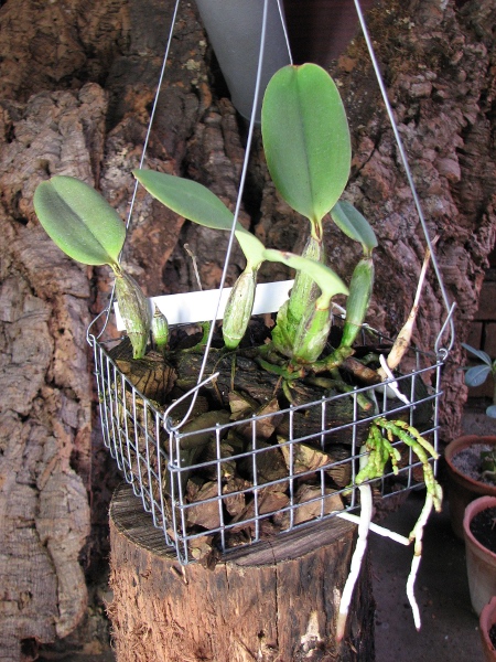 Cattleya walkeriana var. princeps.JPG