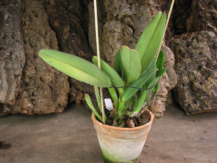Cattleya maxima.jpg