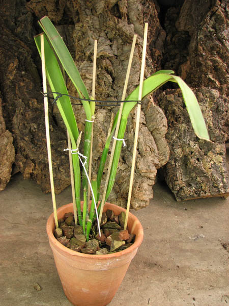 Cattleya maxima tall.jpg