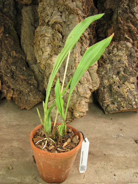 Coelogyne xyrekes.jpg