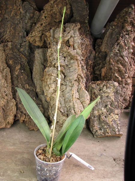 Psychopsis Kalihii 'Big'.jpg