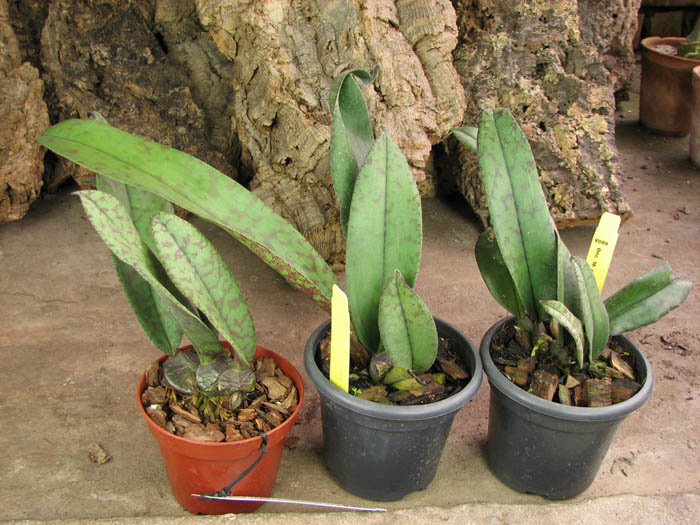 Psychopsis Mendenhall 'Hildos'.jpg