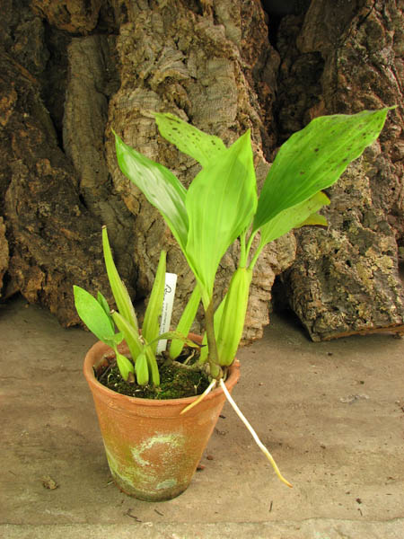 Coelogyne sp.jpg