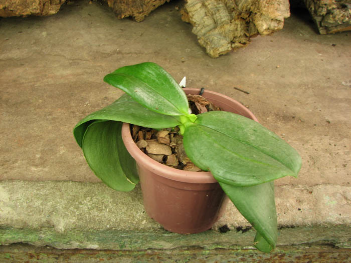 Phalaenopsis Auspice Knight 'Malayan'.jpg