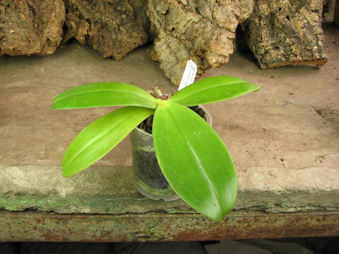 Phalaenopsis David Lim.jpg