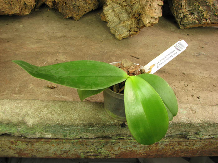 Phalaenopsis David Lim 'flava'.jpg