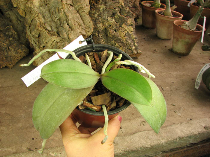 Phalaenopsis Sogo Lawrence x Phalaenopsis Kung's Red Cherry.jpg