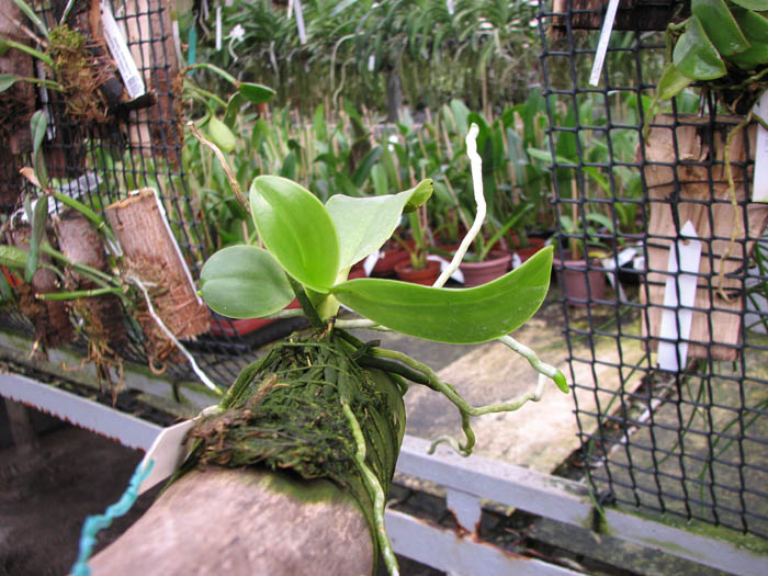 Phalaenopsis lueddemanniana.jpg