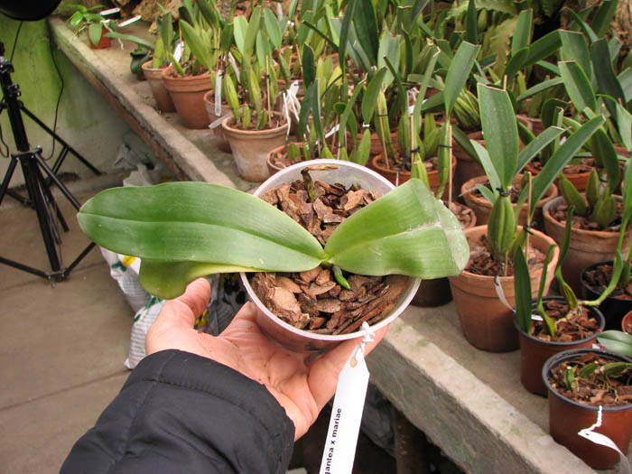 Phalaenopsis gigantea x mariae.jpg