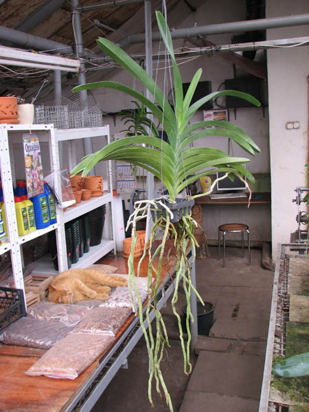 Vanda Fuchs Delight x Vanda Bitz's Heartthrob.jpg