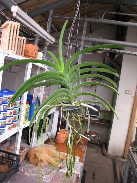 Vanda sanderiana x Taweesuksa.jpg