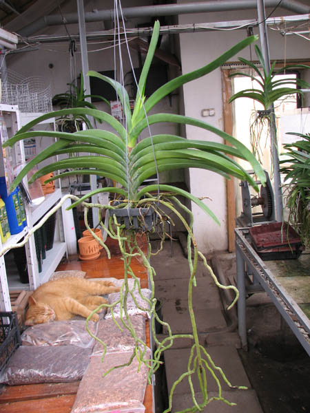 Vanda Lenavat x Vanda Taweesuksa.jpg