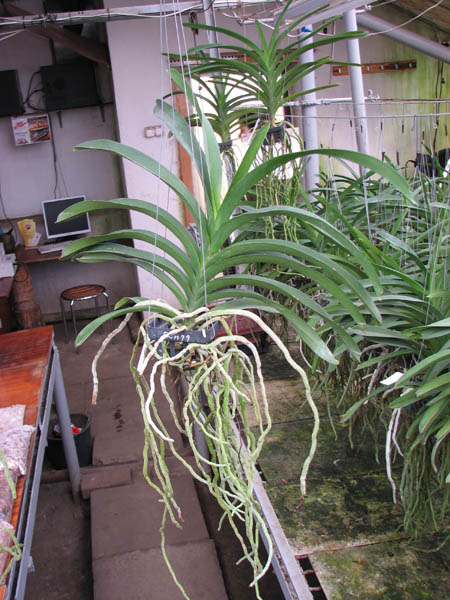 Vanda Pures Wax Patchara.jpg