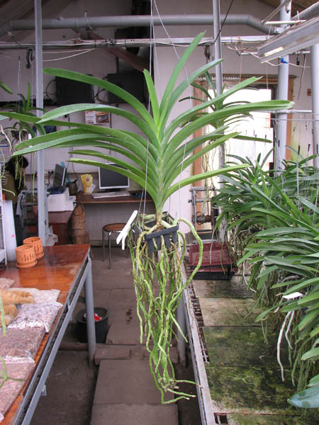 Vanda Fuchs Delight 'Blue Black'.jpg