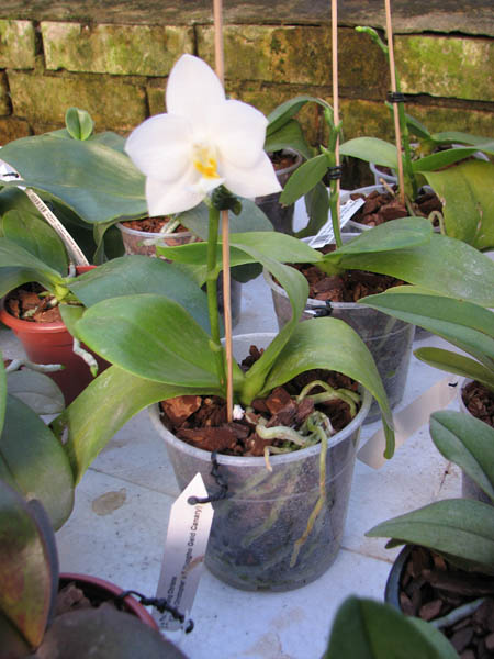 Phalaenopsis Tzu Chiang Chrisna.jpg