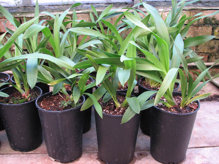 Cymbidium 'Vogel's Magic'.jpg