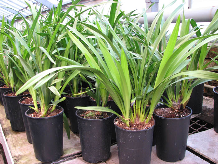 Cymbidium Kiwi Midnight.jpg