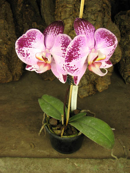 Doritaenopsis Taiwan Diamond '0-1'.jpg