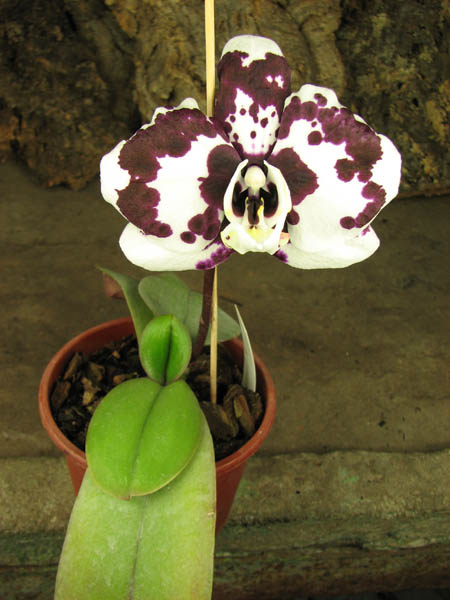 Doritaenopsis Taiwan Butterfly 'ORCHIS'.jpg