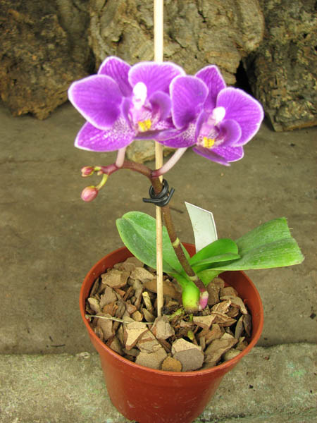 Doritaenopsis Sogo Berry.jpg