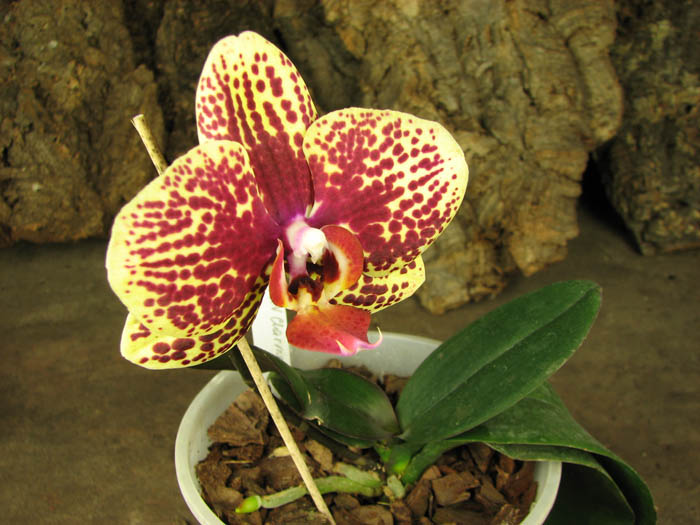 Doritaenopsis KB Charmer '#1'.jpg