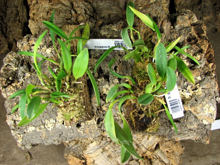 Sophronitis grandiflora.JPG