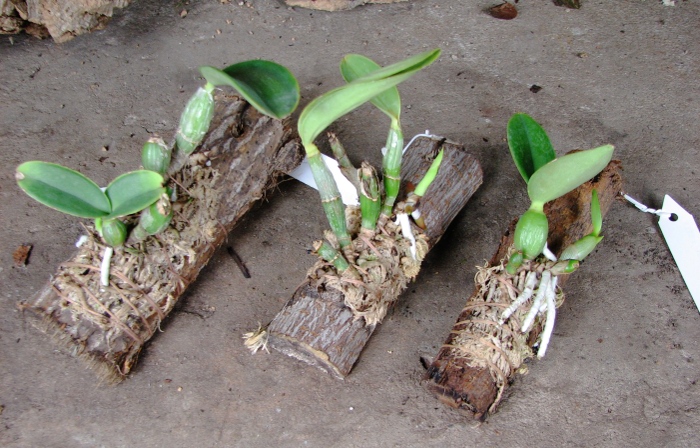 Cattleya nobilior tipo 'Suzuki' x SELF.JPG