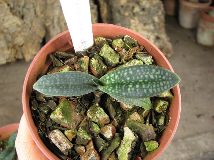 Paphiopedilum micranthum var eburneum.jpg