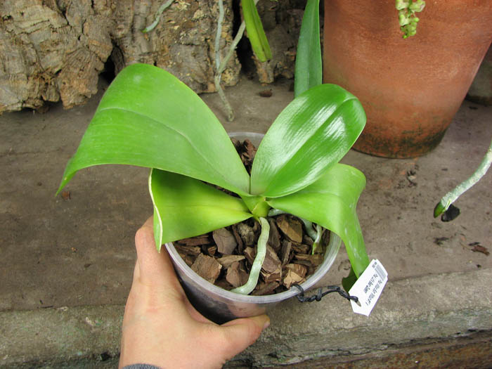 Phalaenopsis Mituo Sun 'Mituo #1' x Phalaenopsis Ld's Bear Queen.jpg