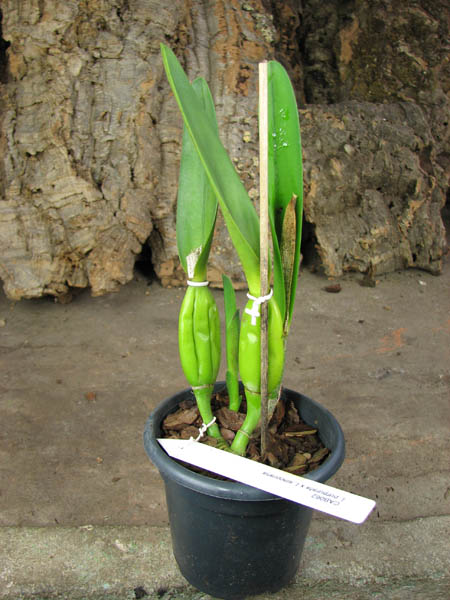 Laelia purpurata x Laelia sincorana.jpg
